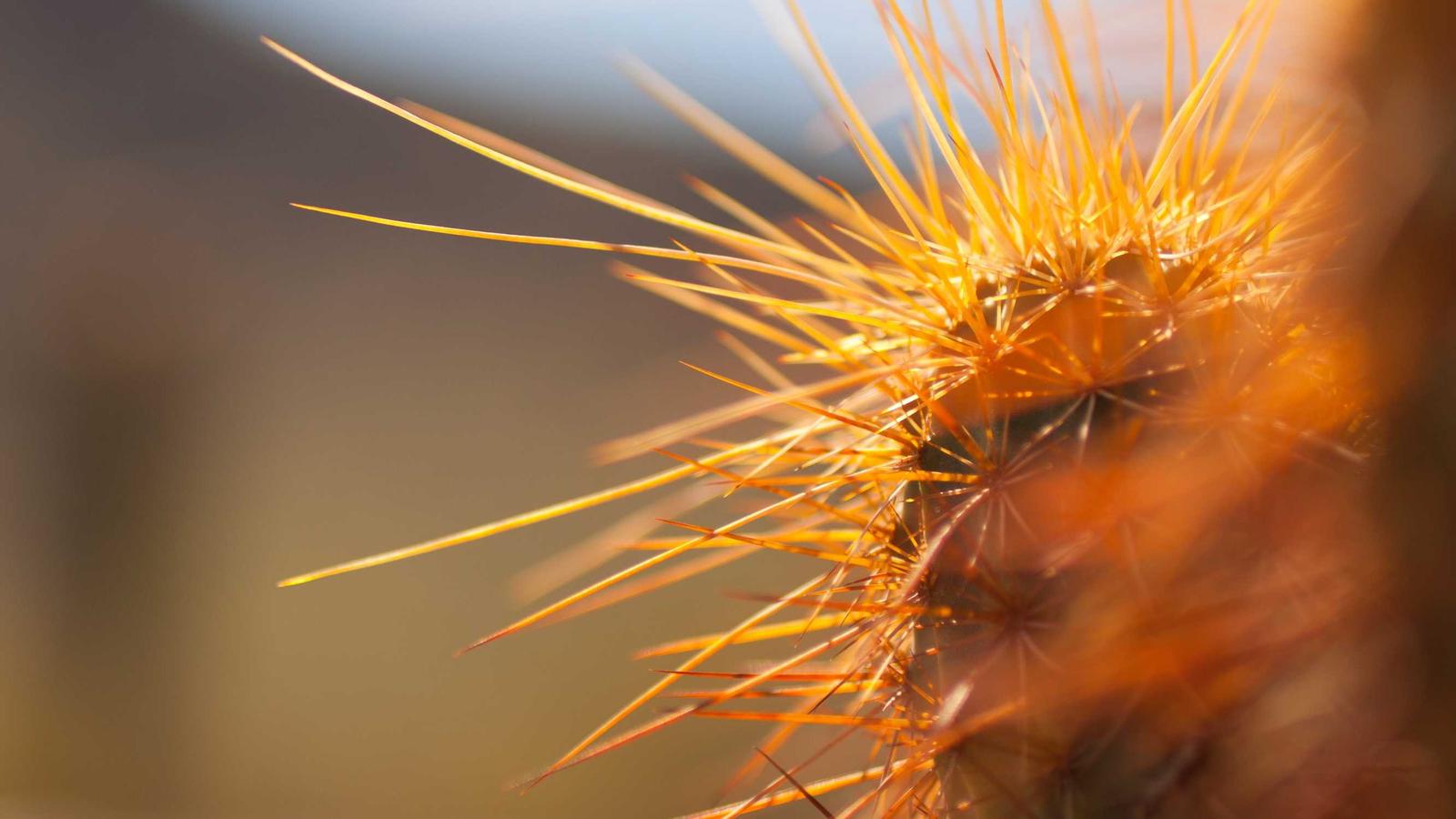 Bose QuietComfort Ultra