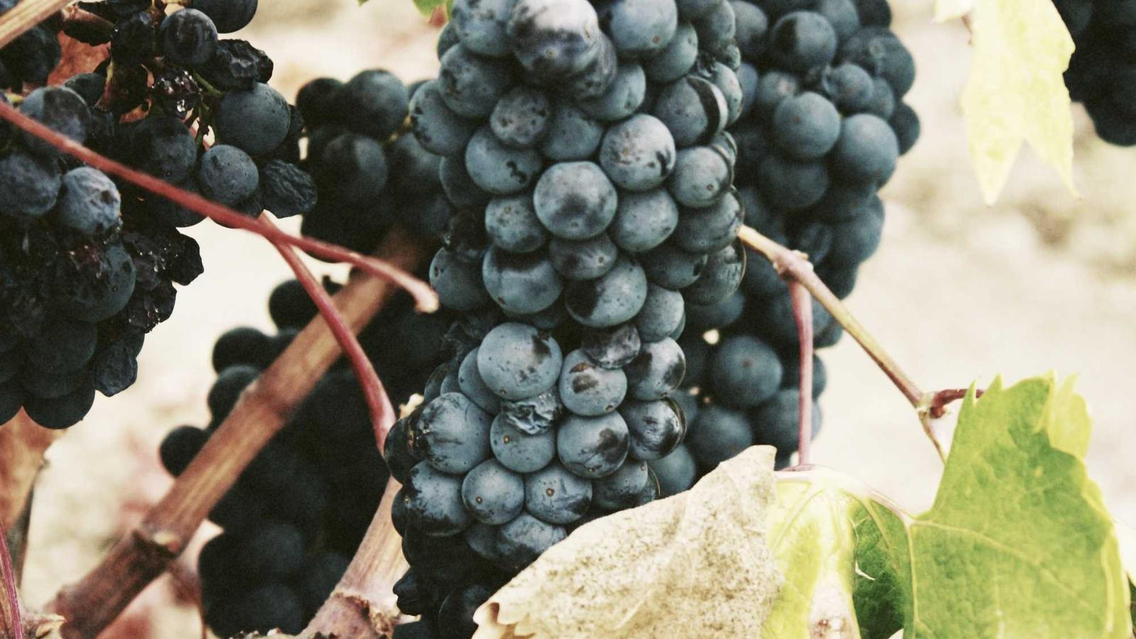 Catégorie Téléphonie