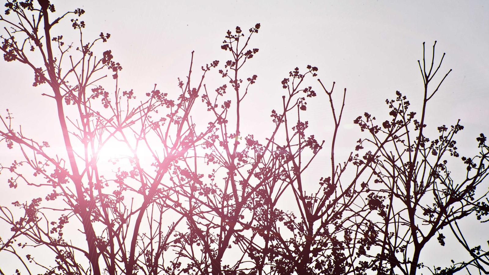 iPad Pro M4 13 pouces